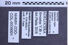 Etiketten zu Adelocera foveatus (NHMW-ZOO-COL-0008001)